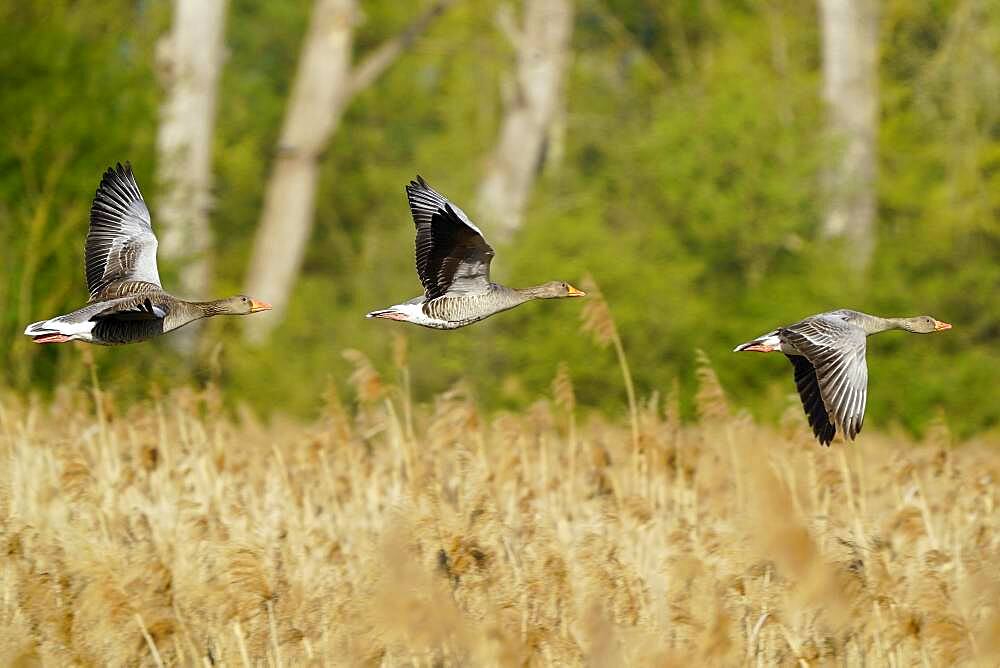 Greylag geese (Anser anser) flying, Germany, Europe