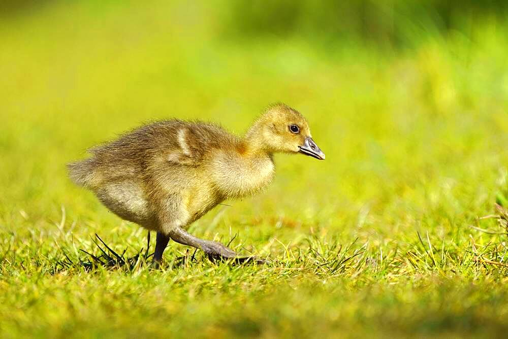 Greylag goose (Anser anser) chicks in a meadow, Germany, Europe