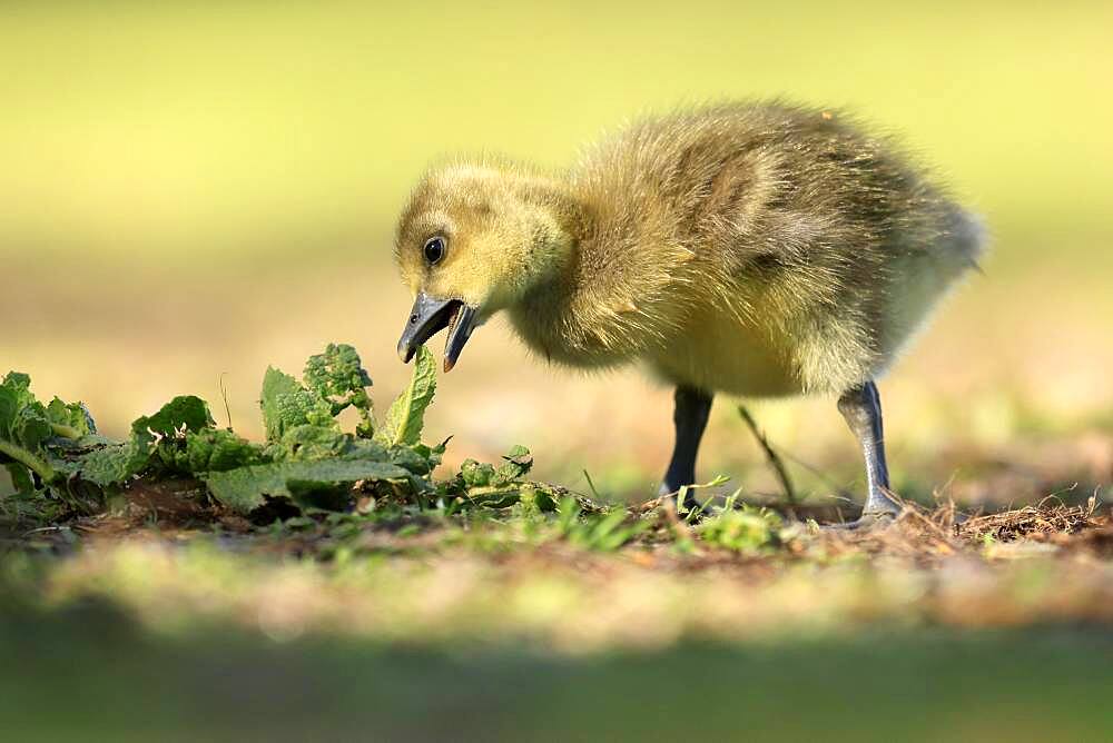 Greylag goose (Anser anser) chicks in a meadow, Germany, Europe