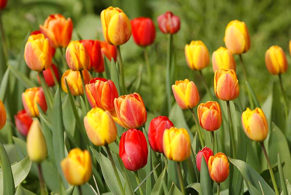 Tulips bloom, Weinheim, Baden-Wuerttemberg, Germany, Europe