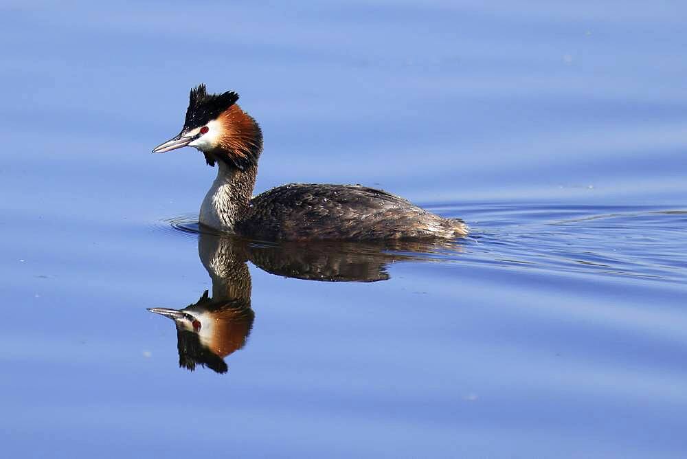 Great crested grebe (Podiceps cristatus) swimming, Germany, Europe