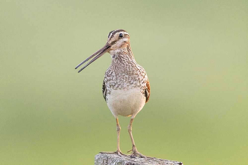 Common Snipe (Gallinago) (gallinago), sitting, fence post, Duemmerniederung, Lower Saxony, Germany, Europe