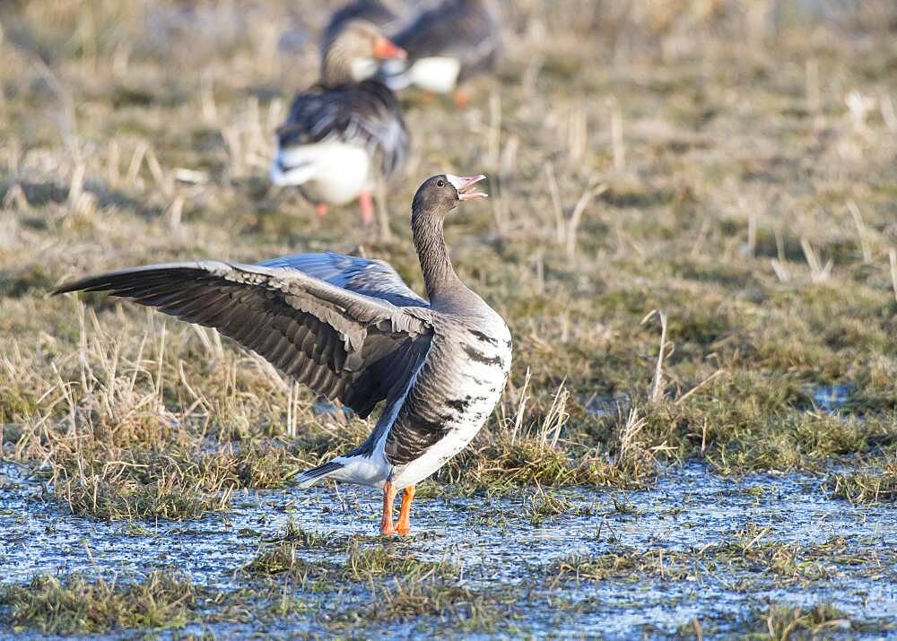 Greater white-fronted goose (Anser albifrons), roosting, flapping wings, Duemmerniederung, Niedersacshen, Germany, Europe