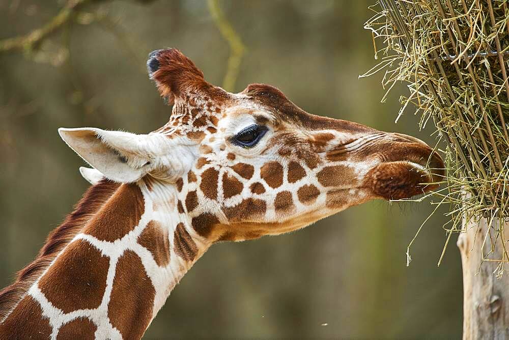 Reticulated giraffe (Giraffa camelopardalis reticulata) eating, Portrait, captive, Germany, Europe