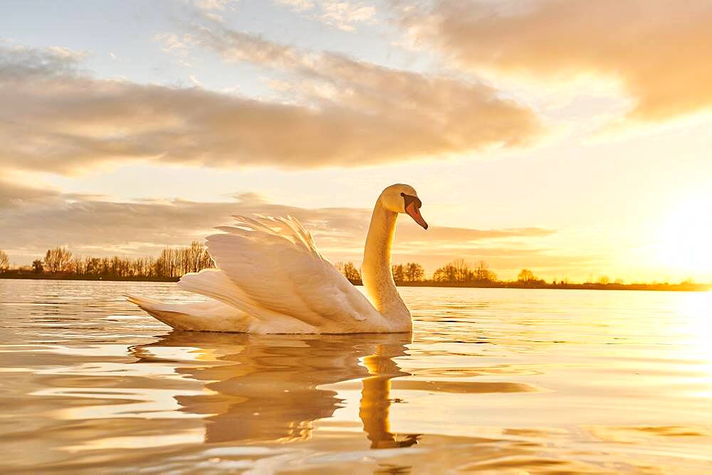 Mute swan (Cygnus olor), swimming, sunset, Donau river, Upper Palatinate, Bavaria, Germany, Europe