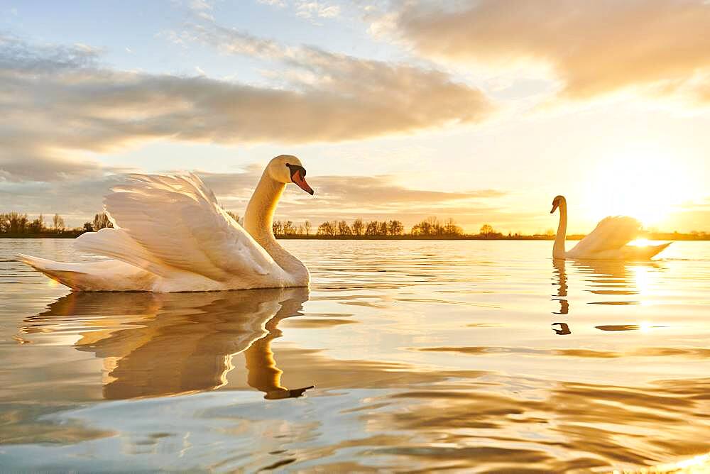 Mute swans (Cygnus olor), two, swimming, sunset, Donau river, Upper Palatinate, Bavaria, Germany, Europe