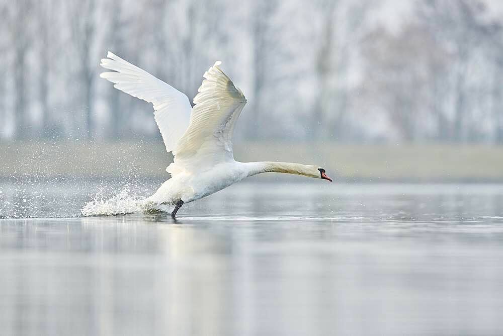 Mute swan (Cygnus olor), starting on Donau river, Upper Palatinate, Bavaria, Germany, Europe