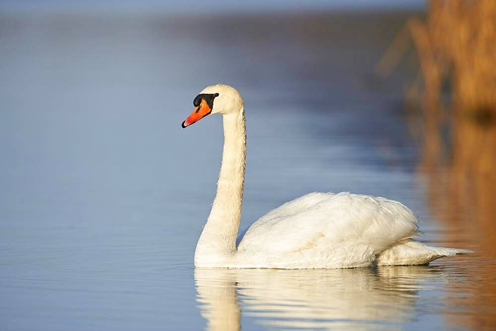 Mute swan (Cygnus olor) swimming on donau river, Bavaria, Germany, Europe