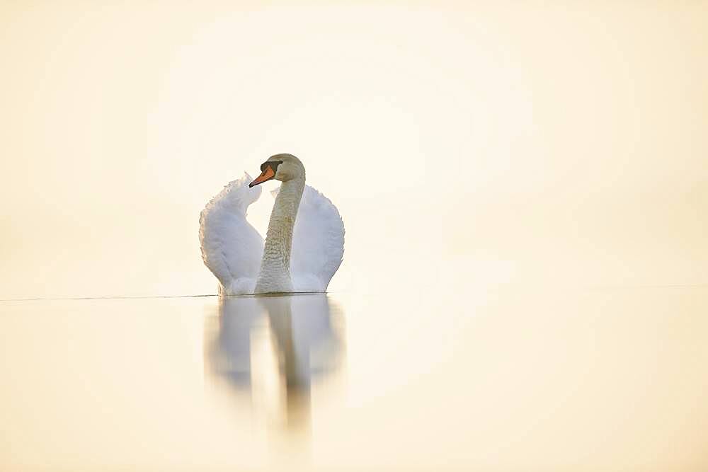 Mute swan (Cygnus olor), swimming, Donau river, Upper Palatinate, Bavaria, Germany, Europe