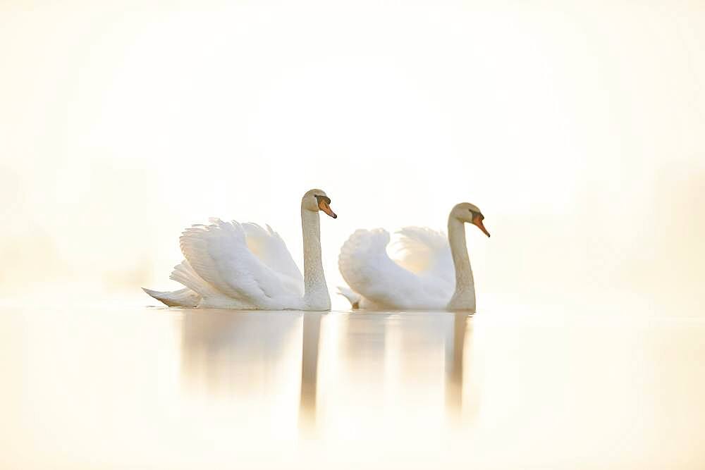 Mute swans (Cygnus olor), two, swimming, Donau river, Upper Palatinate, Bavaria, Germany, Europe
