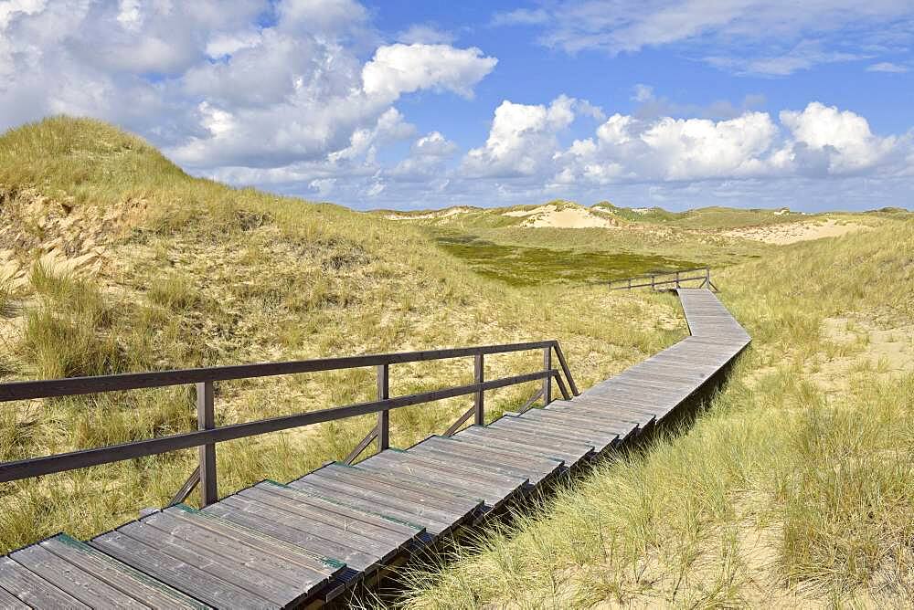 Boardwalks in the dune area, Norddorf, Amrum, North Frisian Island, North Frisia, Schleswig-Holstein, Germany, Europe