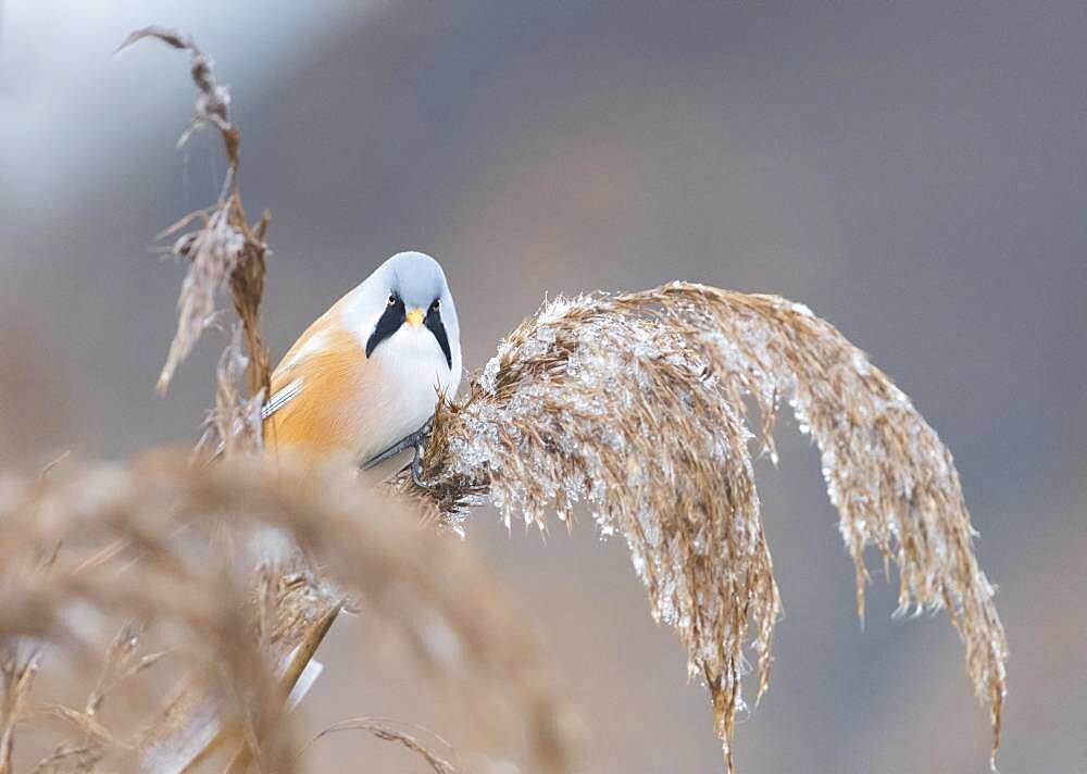 Bearded reedling (Panurus biarmicus), male climbing in reeds (Phragmites australis), Federsee lake, Baden-Wuerttemberg, Germany, Europe