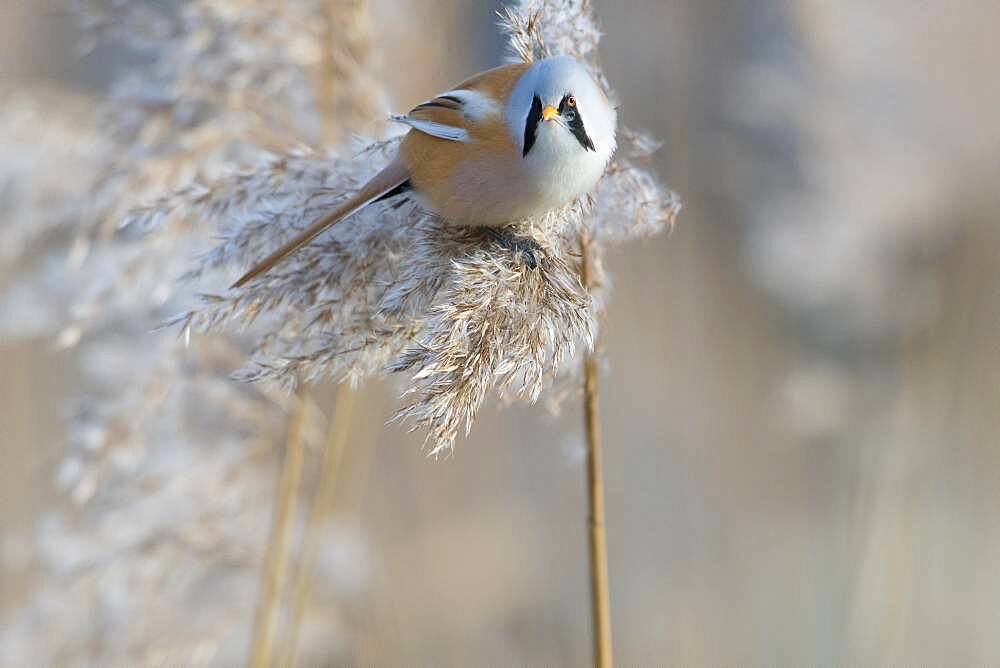 Bearded reedling (Panurus biarmicus), male foraging in reeds (Phragmites australis) climbing, eating reed seeds, Duemmmersee, Duemmer See, Duemmer, Lower Saxony, Germany, Europe