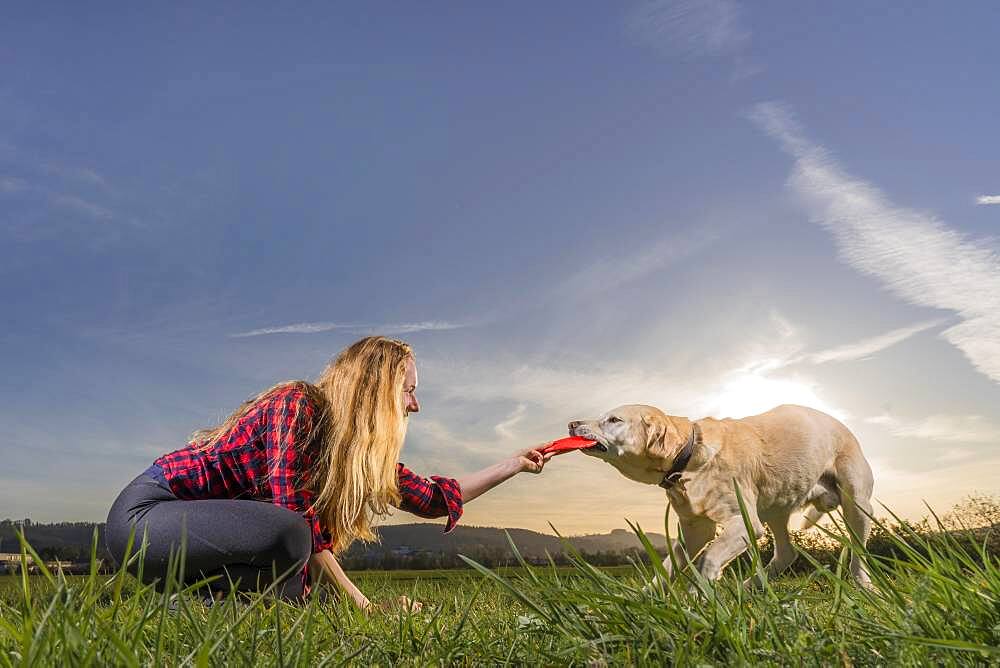 Young woman playing with dog, Labrador Retriever, sunset, Schorndorf, Baden-Wuerttemberg, Germany, Europe