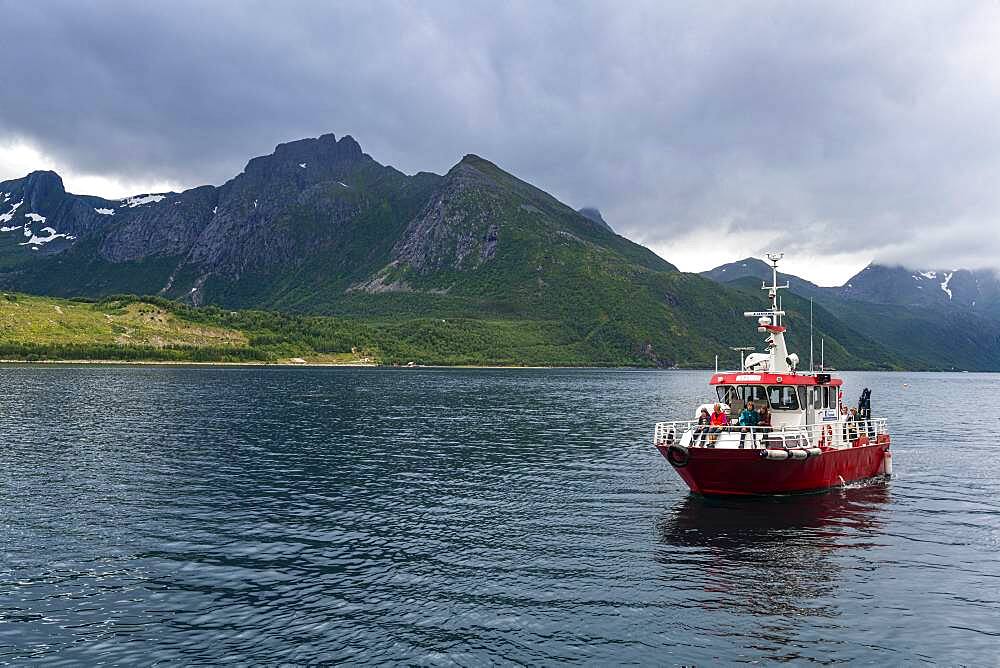 Little ferry bringing tourists to Svartisen glacier, Kystriksveien Coastal Road, Norway, Europe