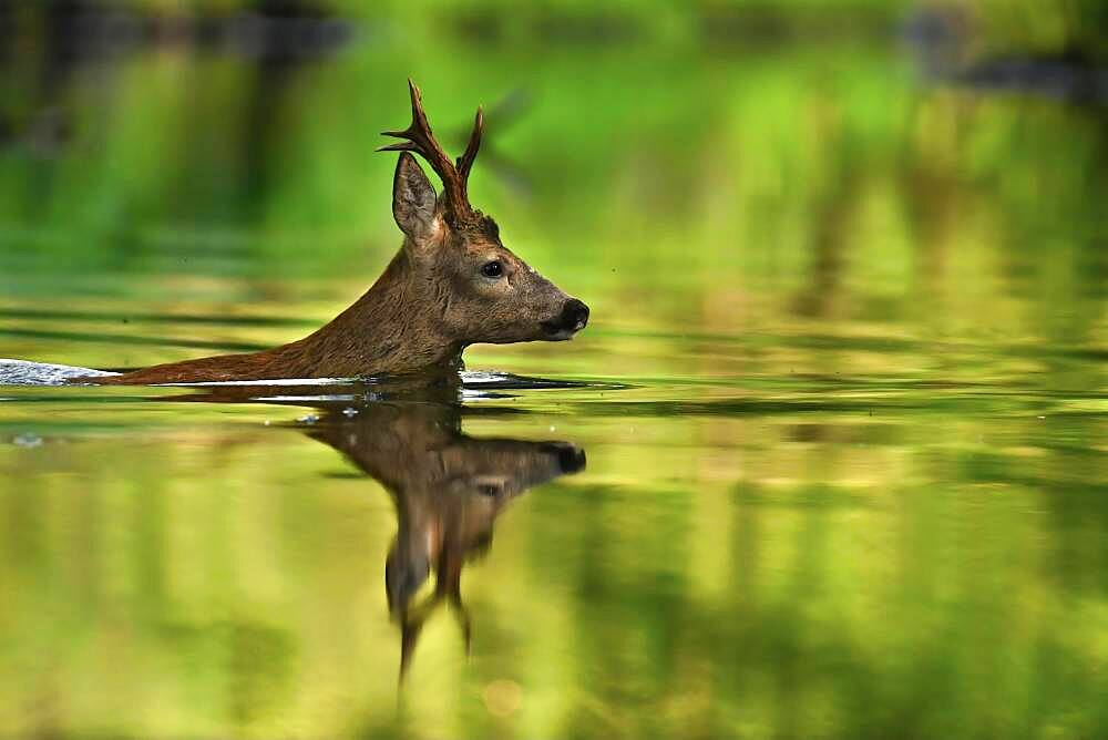 European roe deer (Capreolus capreolus) Crossing a river, morning, swimming, Luebars, Germany, Europe