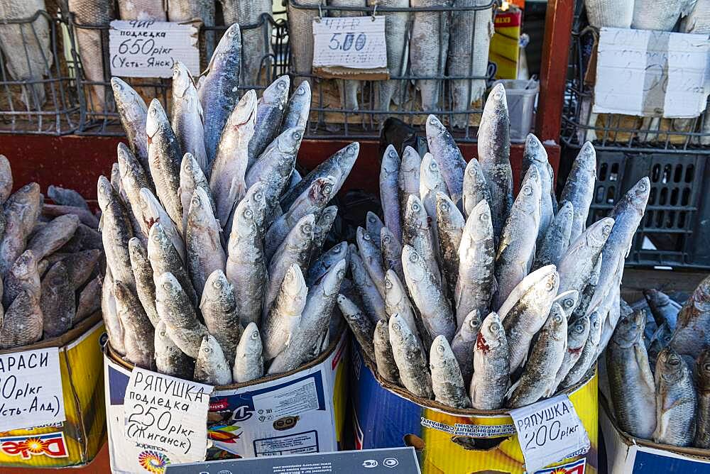 Deep frozen fish at the Fish and meat market, Yakutsk, Sakha Republic, Russia, Europe