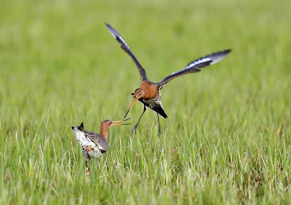 Fighting black-tailed godwits (Limosa limosa) in a meadow at Lake Duemmer, Germany, Europe