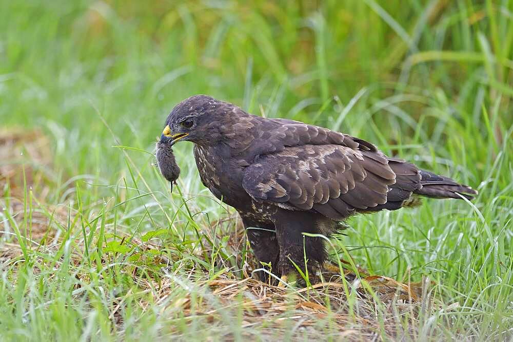 Steppe buzzard (Buteo buteo) with captured vole, Lake Duemmer, Germany, Europe