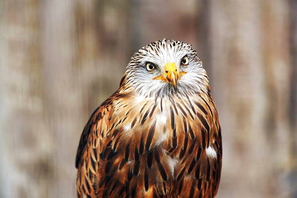 Red kite (Milvus milvus), animal portrait, captive, Germany, Europe