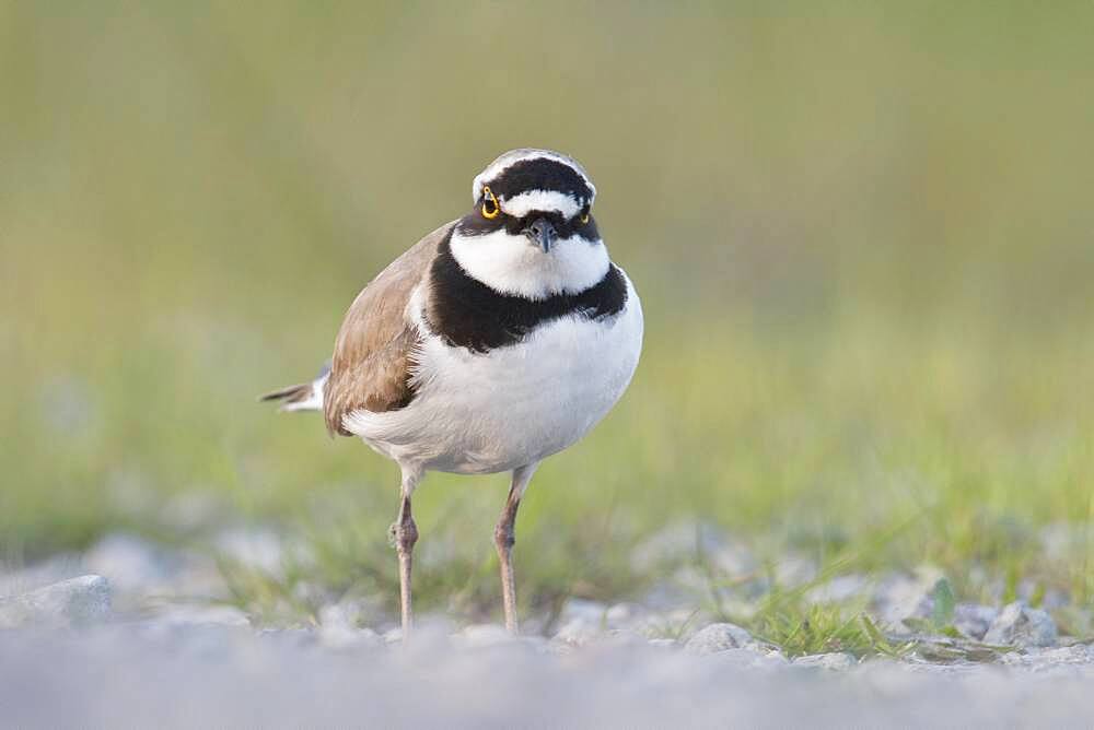 Little ringed plover (Charadrius dubius), Emsland, Lower Saxony, Germany, Europe