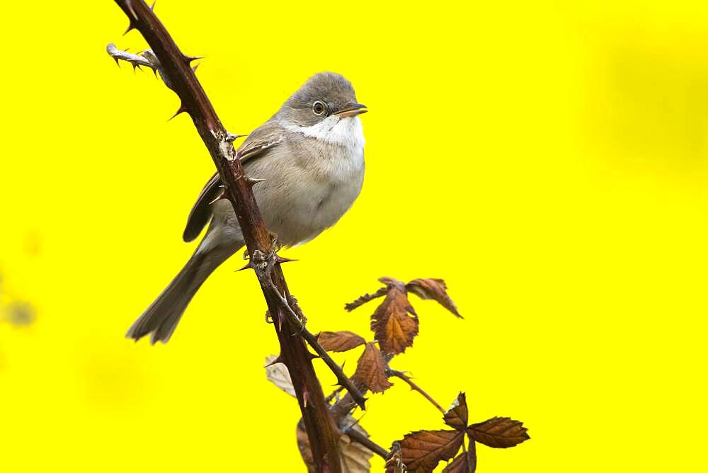 Common whitethroat (Sylvia communis) on blackberry branch, Hesse, Germany, Europe