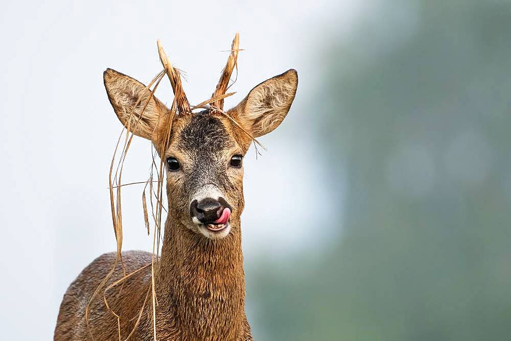 European roe deer (Capreolus capreolus) roe buck, looking into the camera, brush in antlers, tongue, Blankenfelde, Germany, Europe