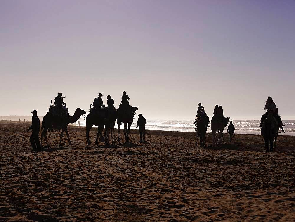 Tourists on camels on the beach, silhouettes against the light, Essaouira, Morocco, Africa