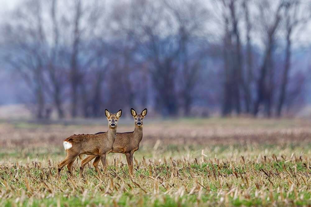 Two roe deer (Capreolus capreolus) in a meadow, Hesse, Germany, Europe