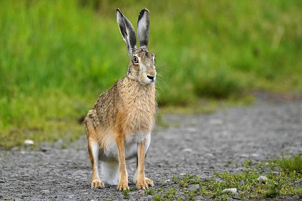 European hare (Lepus europaeus) running on a field path, Rhineland-Palatinate, Germany, Europe