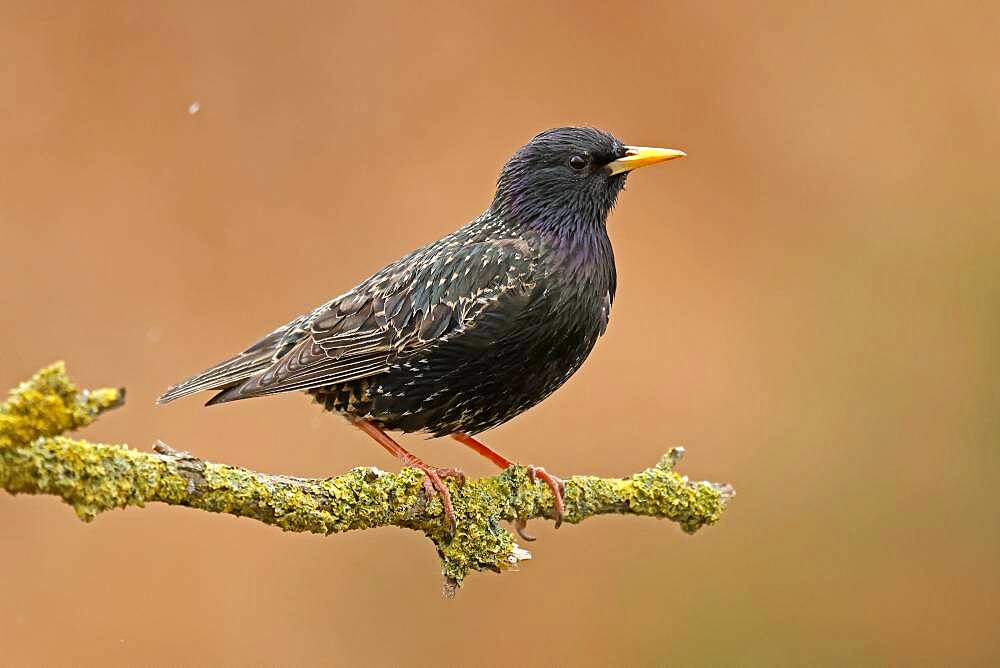 Starling (Sturnus vulgaris) sitting on a branch, Germany, Europe