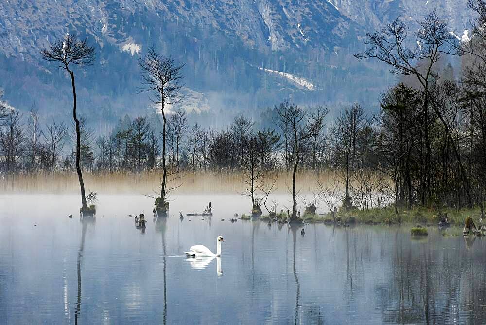 Mute swan (Cygnus olor) swimming in the morning atmosphere at Almsee, Panorama, Totes Gebirge, Almtal, Upper Austria, Austria, Europe