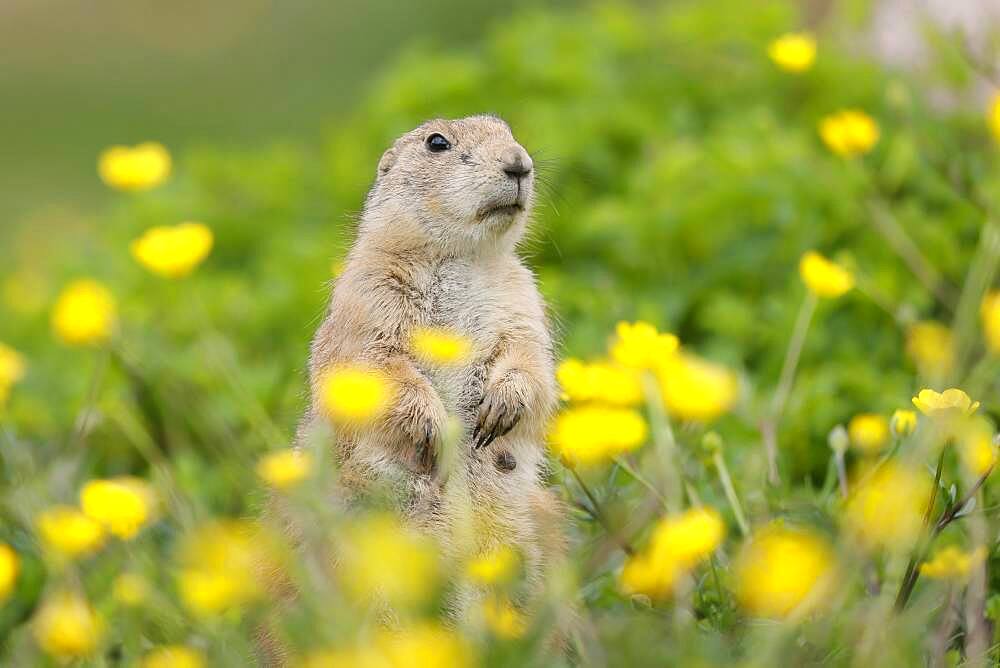 Black-tailed Prairie Dog (Cynomys ludovicianus) in a flowering meadow, Germany, Europe