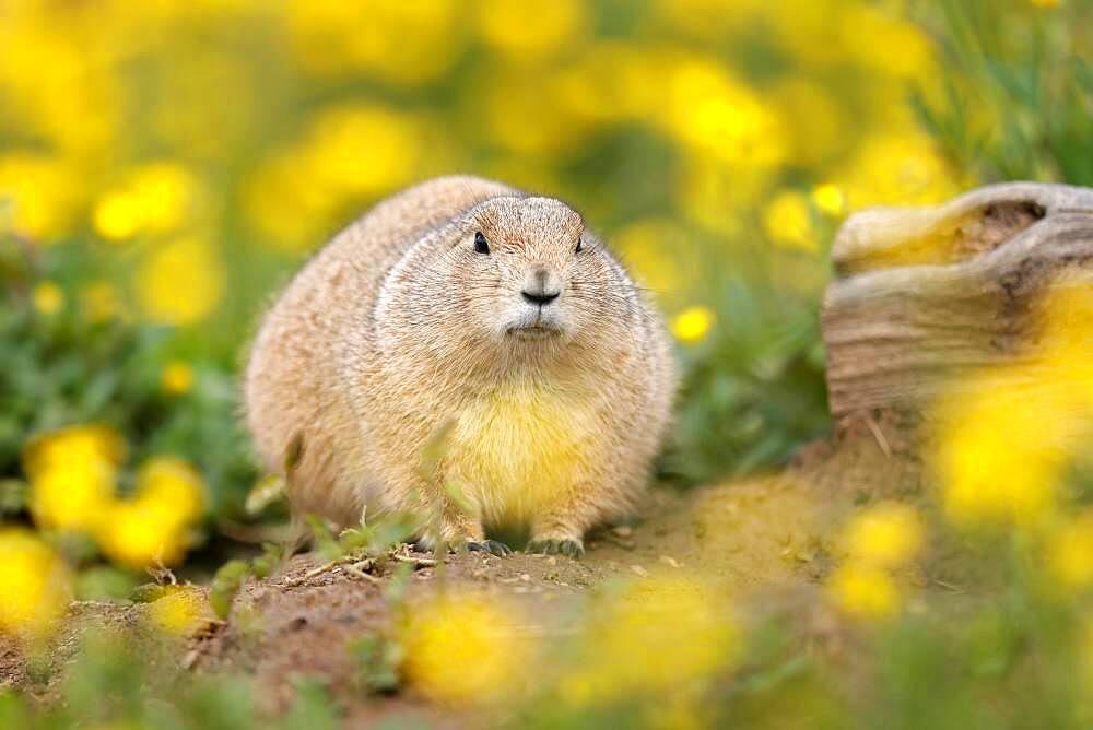 Black-tailed Prairie Dog (Cynomys ludovicianus) in a flowering meadow, Germany, Europe