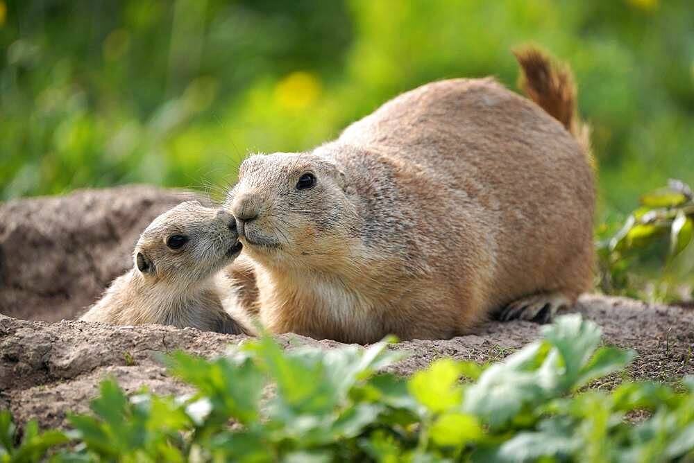 Black-tailed Prairie Dog (Cynomys ludovicianus) young with adult at burrow, Germany, Europe