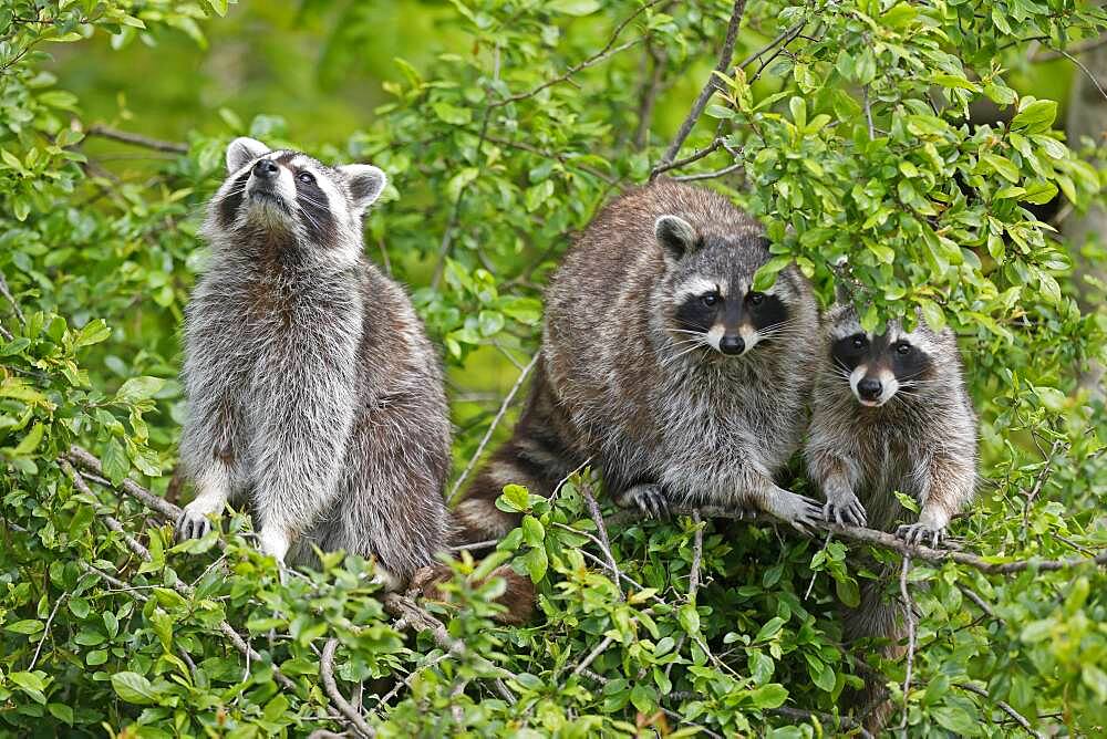 Raccoons (Procyon lotor) climbing a tree, Germany, Europe