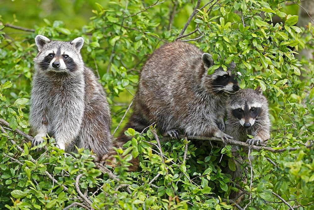 Raccoons (Procyon lotor) climbing a tree, Germany, Europe