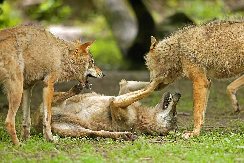 European wolves (Canis lupus) at play, Germany, Europe