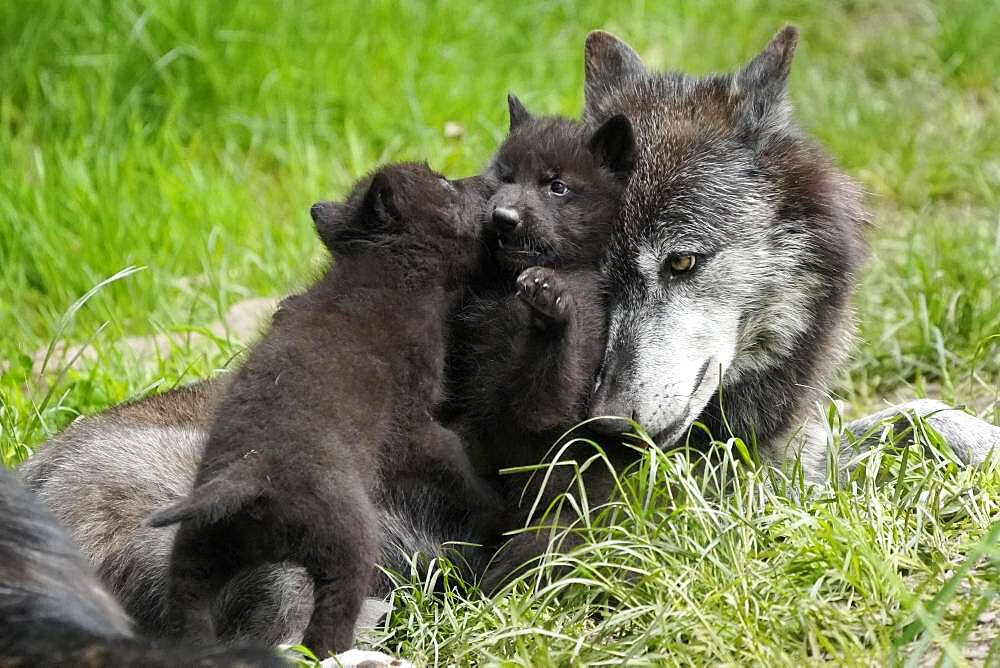 Timberwolf, American wolf (Canis lupus occidentalis), captive, pups with adult, Germany, Europe