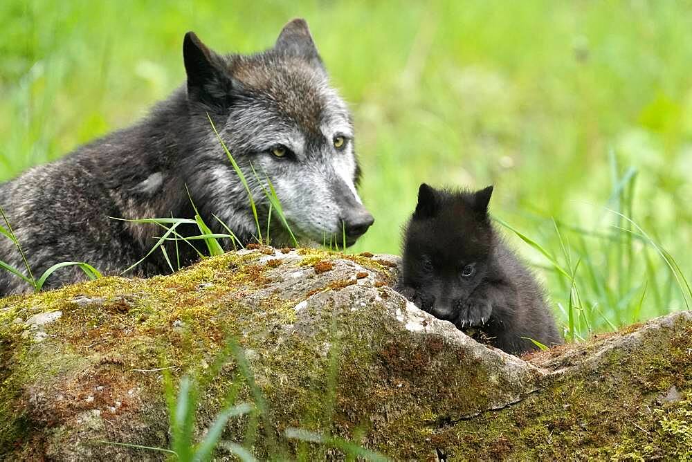 Timberwolf, American wolf (Canis lupus occidentalis), captive, pups with adult, Germany, Europe