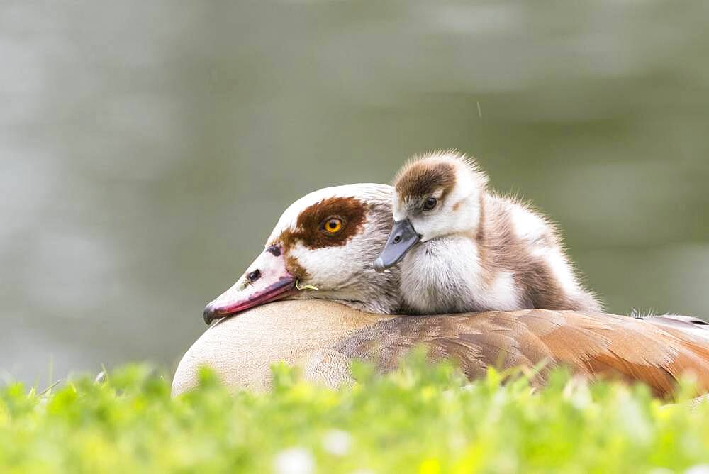 Egyptian goose (Alopochen aegyptiacus), adult bird with chicks, Hesse, Germany, Europe