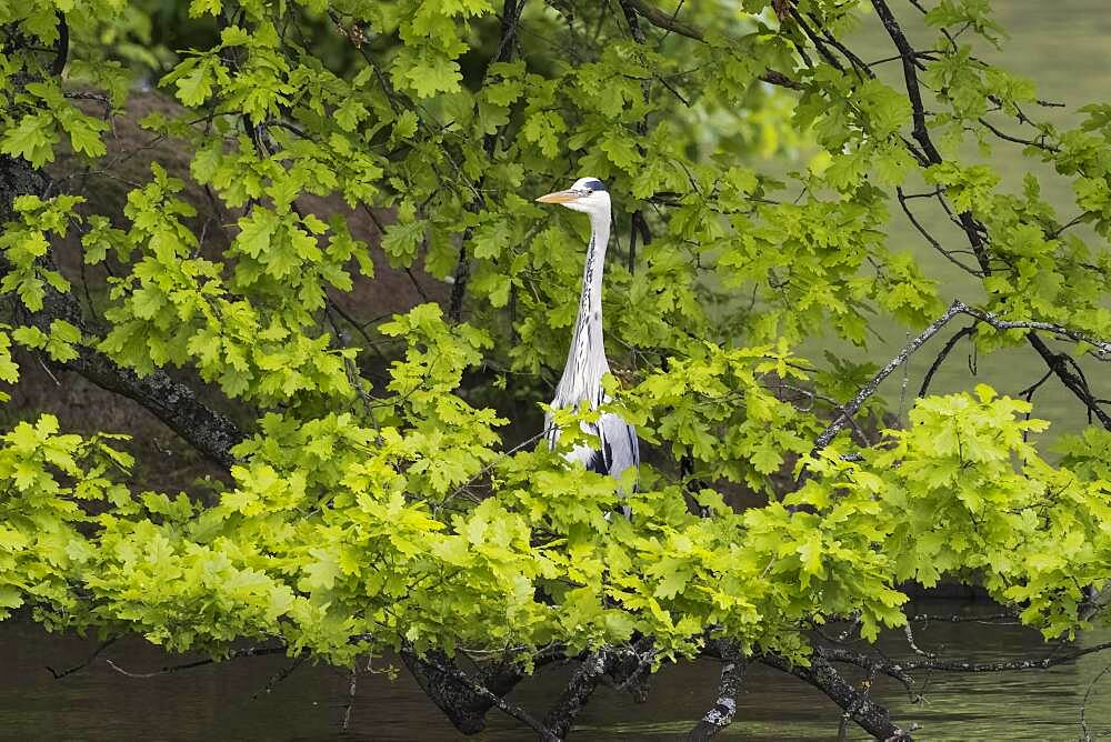 Grey heron (Ardea cinerea), standing on a branch of an oak (Quercus), Hesse, Germany, Europe