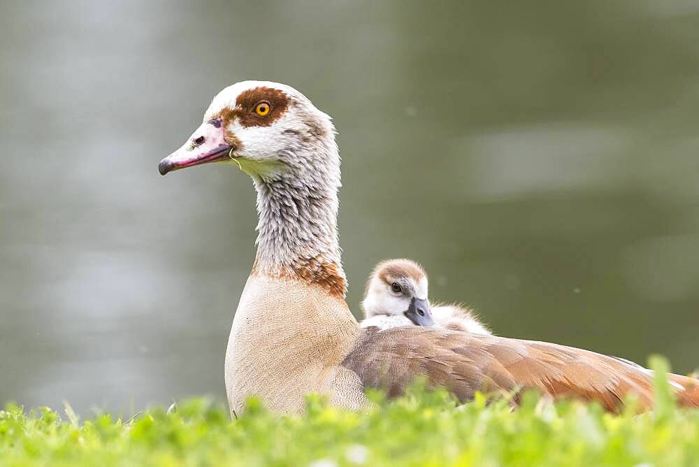 Egyptian goose (Alopochen aegyptiacus), adult bird with chicks, Hesse, Germany, Europe