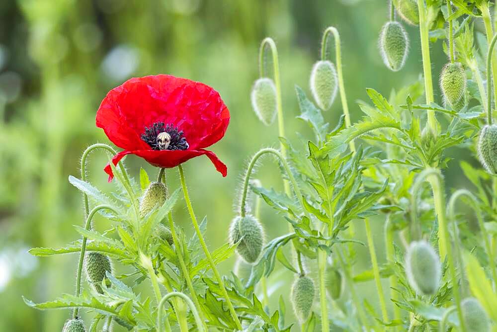 Poppy flower (Papaver rhoeas), Hesse, Germany, Europe