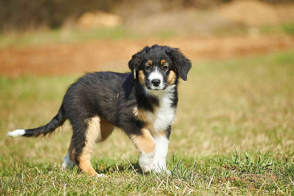 Mixed-bread dog (Australian Shepherd and Golden Retriever), Bavaria, Germany, Europe