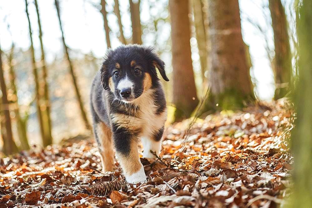 Mixed-bread dog (Australien Shepherd and Golden Retriever), Bavaria, Germany, Europe