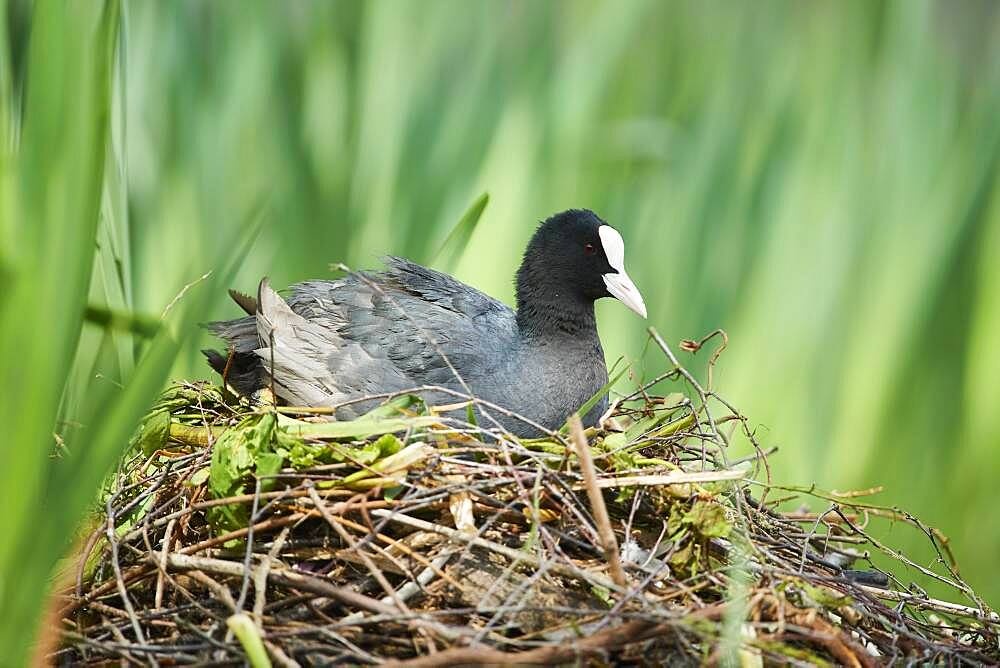 Eurasian coot (Fulica atra), sitting on birds nest, Bavaria, Germany, Europe