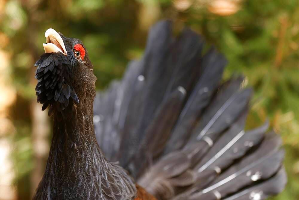 Western capercaillie (Tetrao urogallus), cock, animal portrait, mating, captive, France, Europe