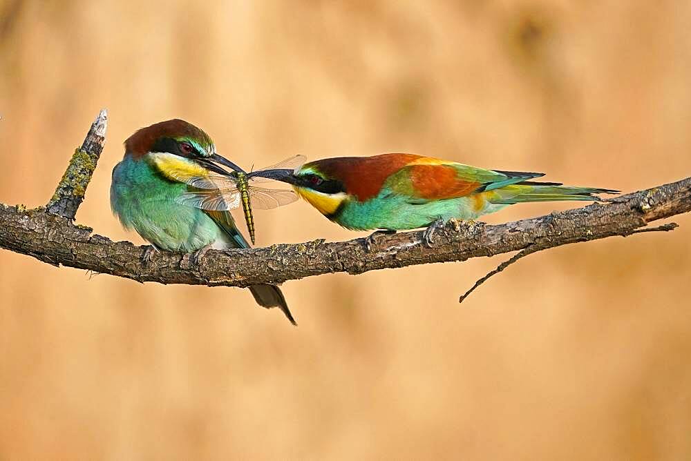 Bee-eater (Merops apiaster) sitting with insect on a branch, mating feeding, Rhineland-Palatinate, Germany, Europe