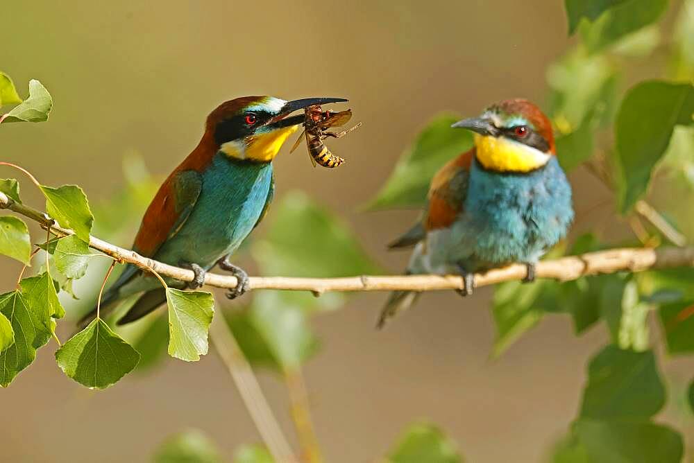 Bee-eater (Merops apiaster) sitting with insect on a branch, mating feeding, Rhineland-Palatinate, Germany, Europe